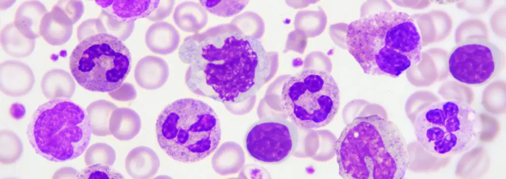 A close up of blood cells in purple