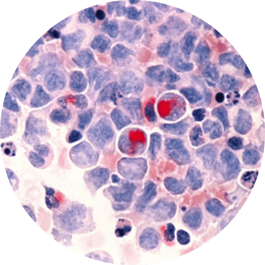 A close up of the blood cells in a cell